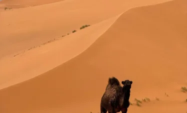 7 Days Desert Tour from Marrakech