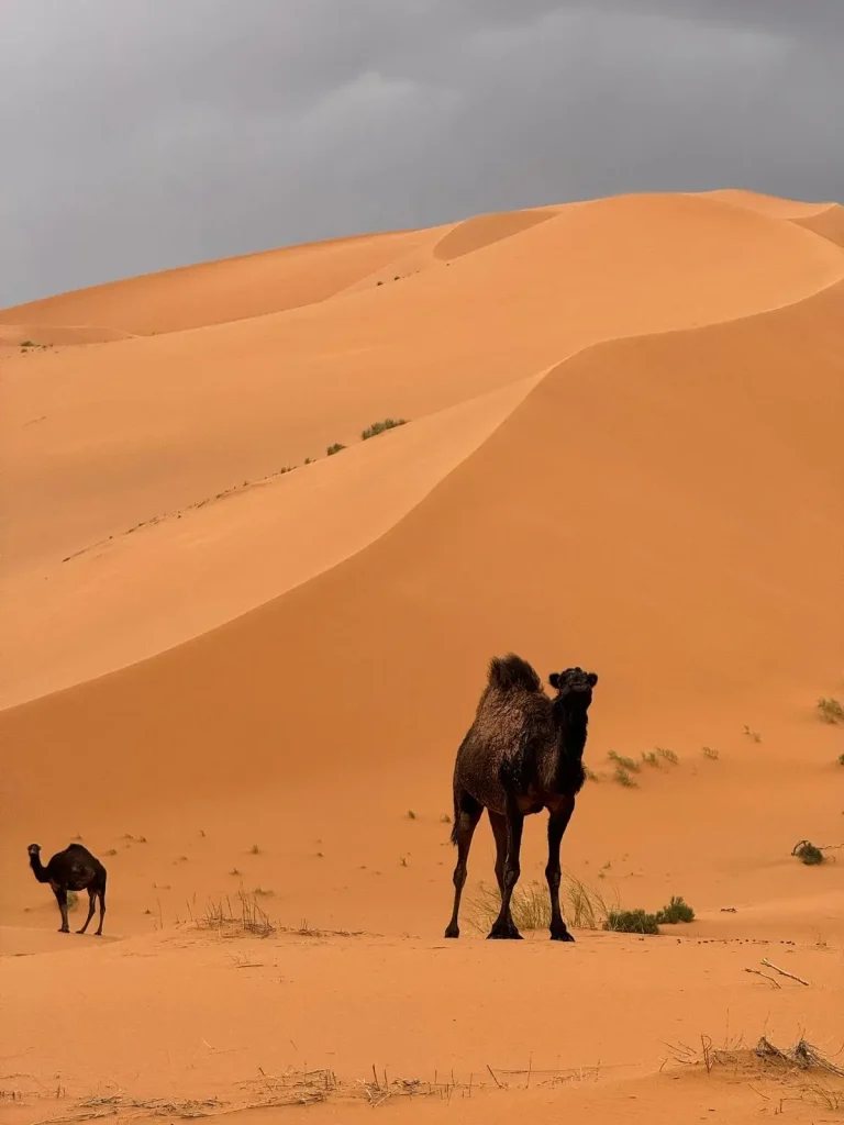 7 Days Desert Tour from Marrakech
