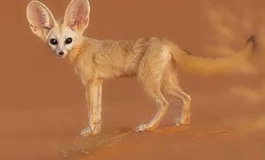 Desert Tours Morocco