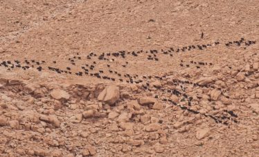 Desert Tours Morocco