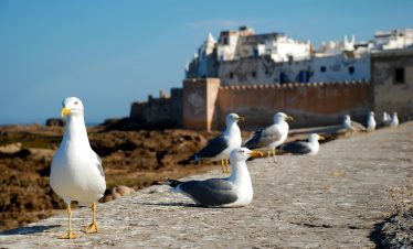 essaouira, morocco, nature, africa, costa, sea, seagull, travel