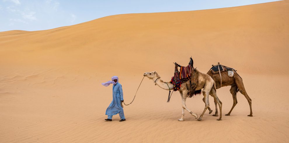 Man leading camels through the Sahara desert's golden dunes under a clear sky.