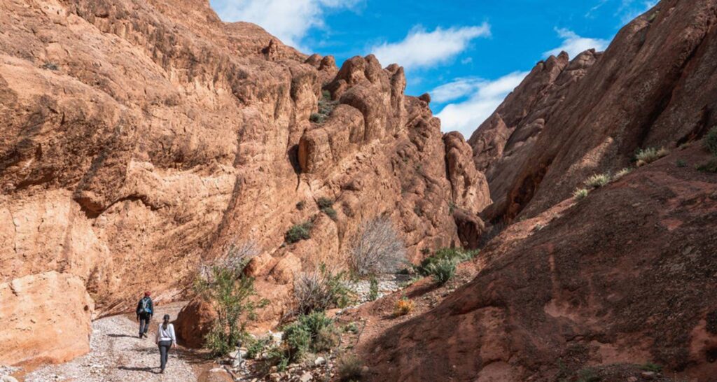 Desert Trek