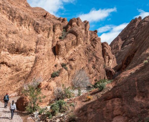 Desert Trek