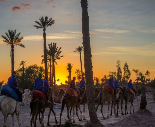 Camel Ride