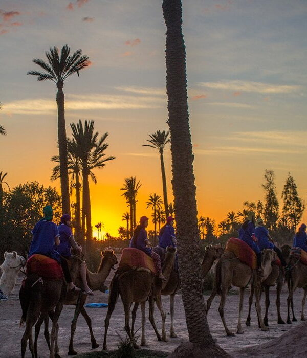 Camel Ride
