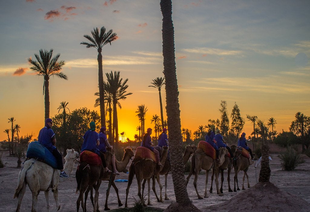 Camel Ride