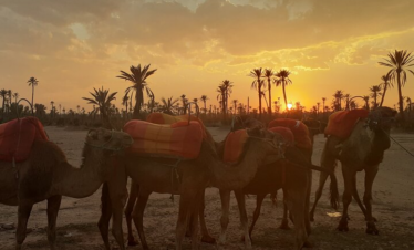 Camel Ride