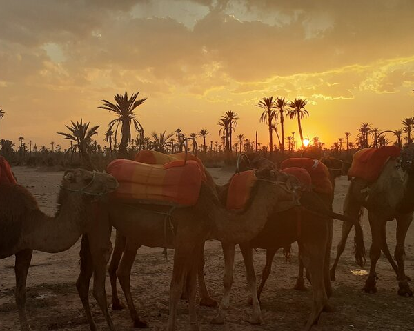 Camel Ride