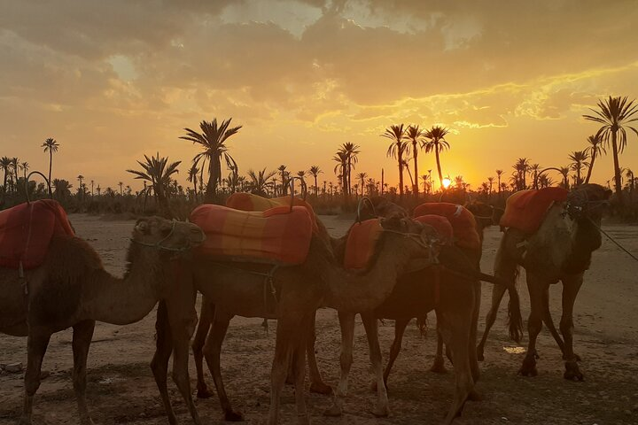 Camel Ride